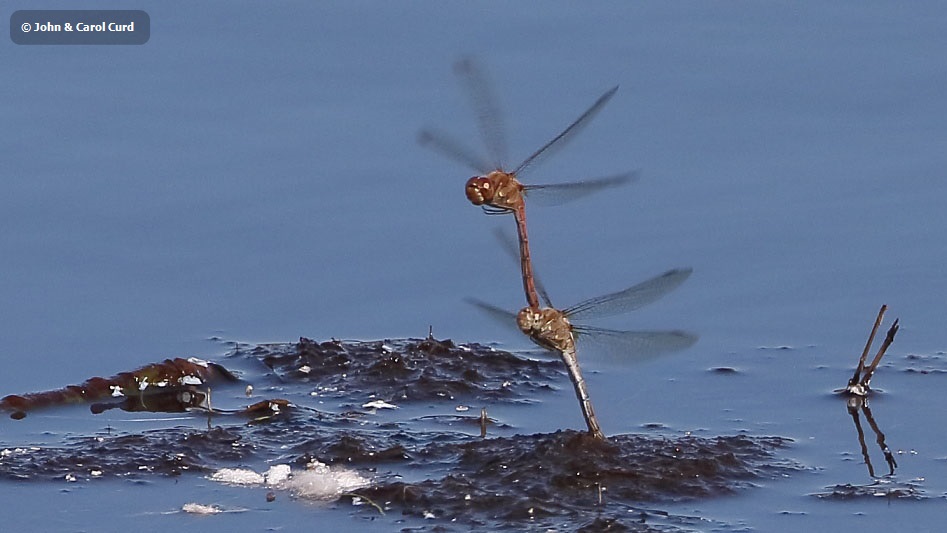 J18_2402 Sympetrum striolatum ovip.JPG